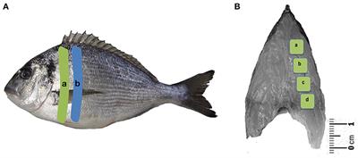 Dietary Creatine Supplementation in Gilthead Seabream (Sparus aurata) Increases Dorsal Muscle Area and the Expression of myod1 and capn1 Genes